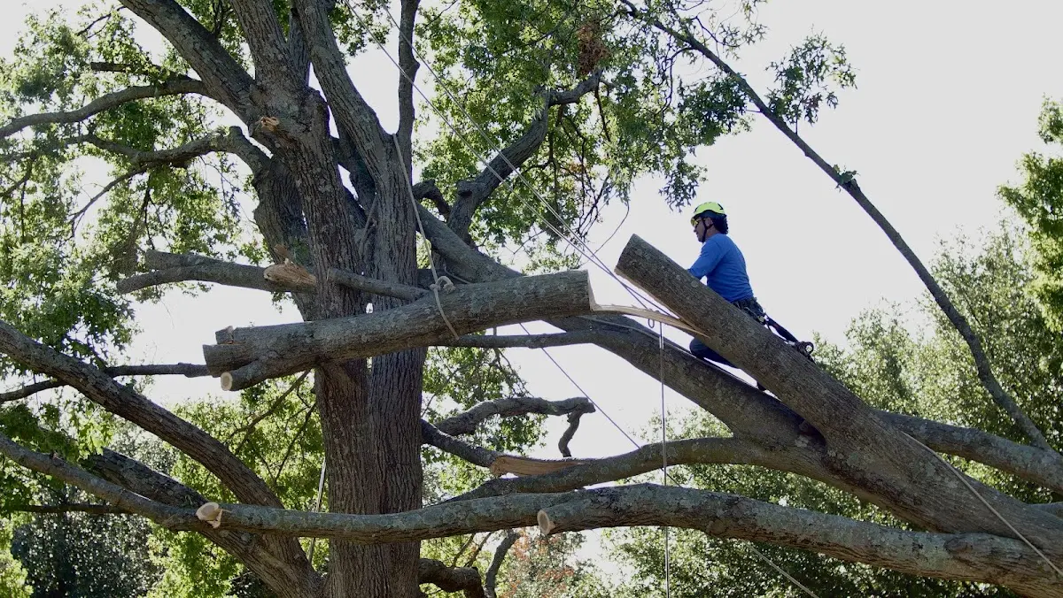 Professional Crown Thinning performed by certified arborists in Dwarf