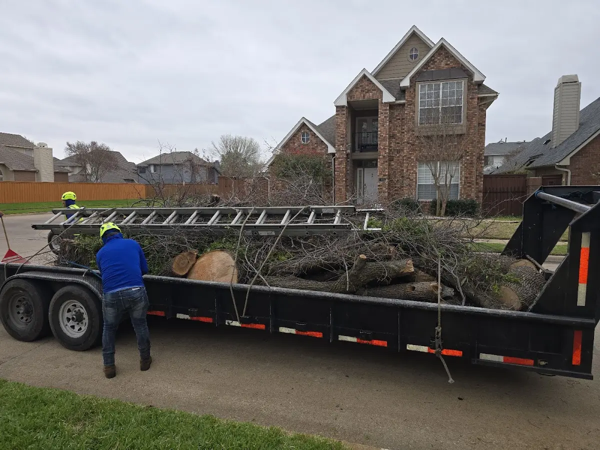 Expert Tree Removal with proper safety equipment in Dwarf